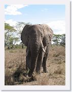 14SerengetiDayGameDrive - 200 * Its tusks seem to be wider spread but the shorter tusk is on the correct side...